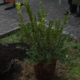 DSC05164 Inauguraizone Giardino Laudato si' ( mirto da piantumare)