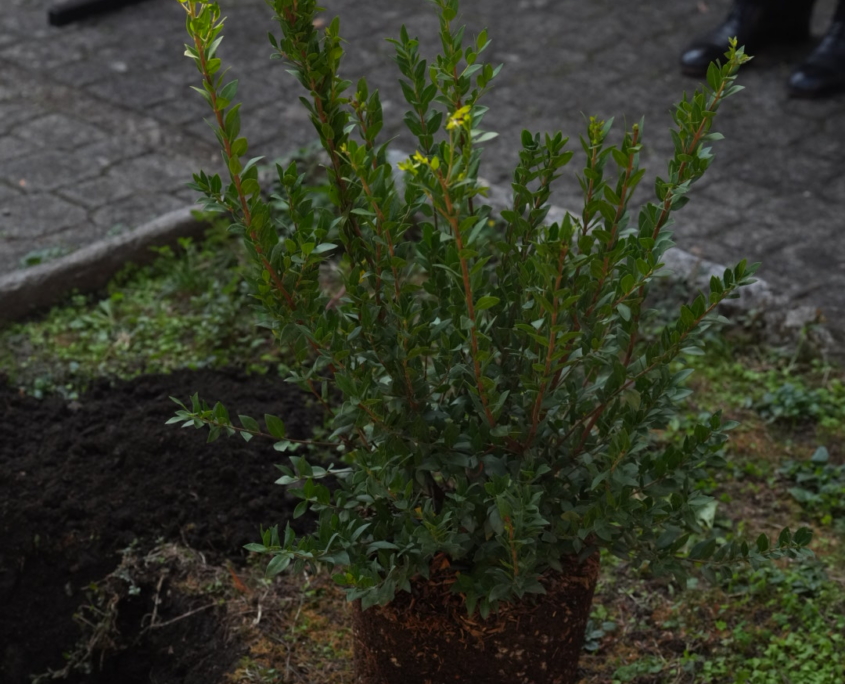 DSC05164 Inauguraizone Giardino Laudato si' ( mirto da piantumare)
